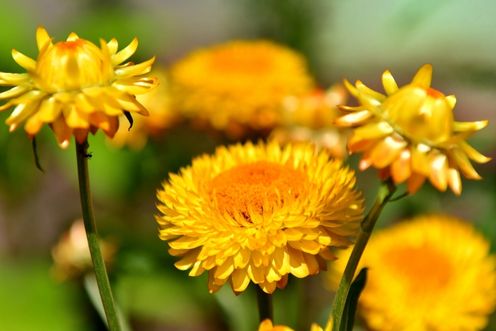 HELICHRYSUM