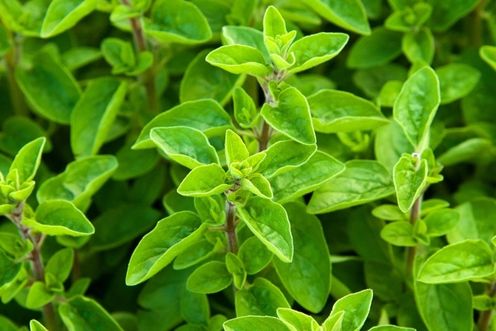 MARJORAM