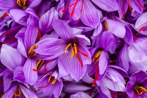 SAFFRON
